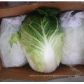 Good Quality of Fresh Cabbage From China